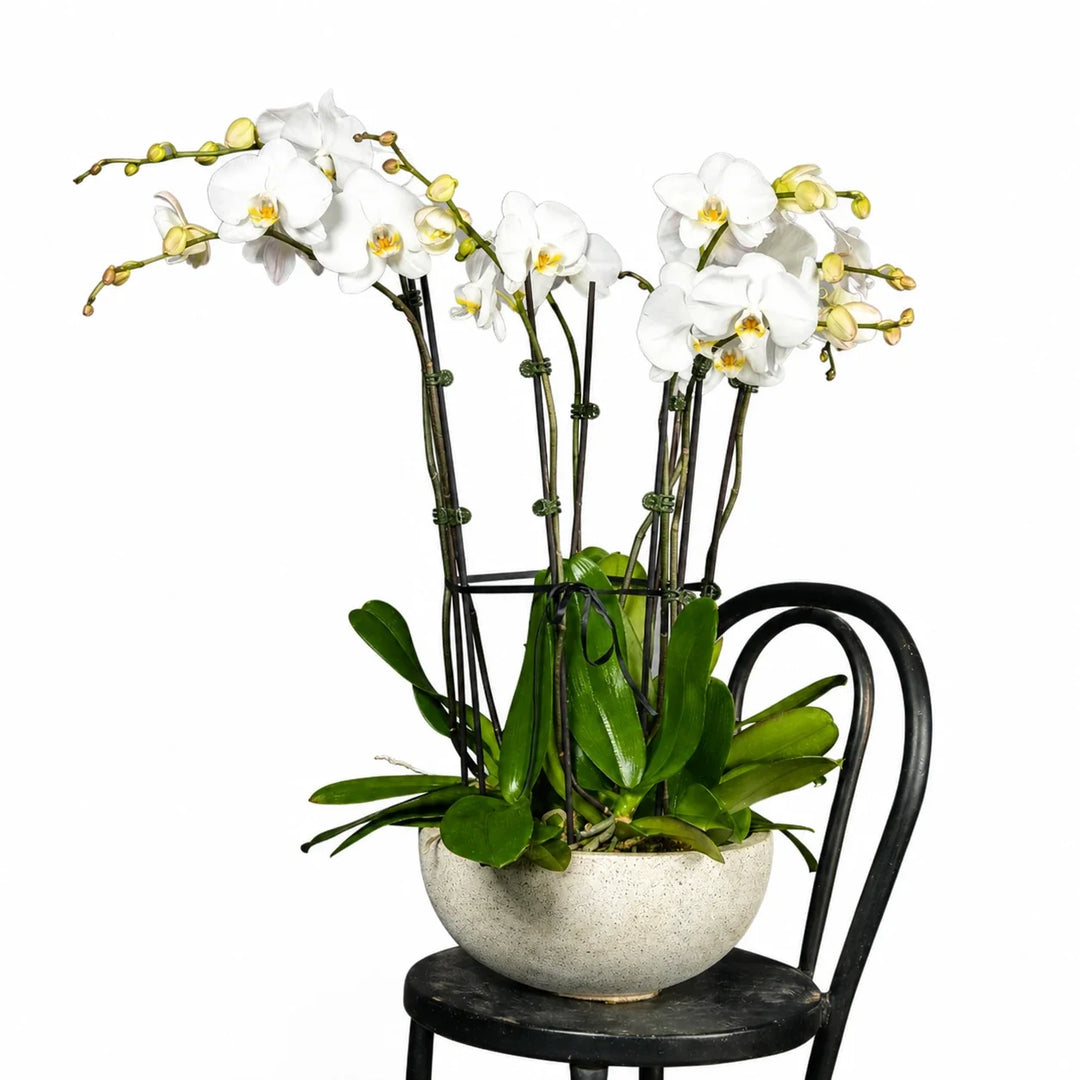 How to Care for Orchids Indoors: A Florist’s Guide to Longer-Lasting Blooms
