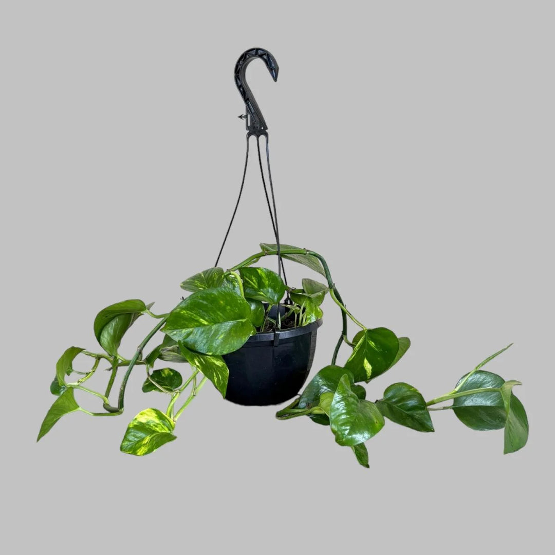 Devil's Ivy (EPIPREMNUM AUREUM) money plant in hanging black pot