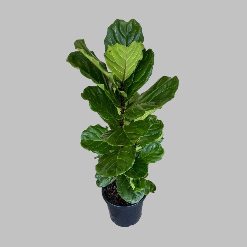 Fiddle Leaf Fig plant in black pot