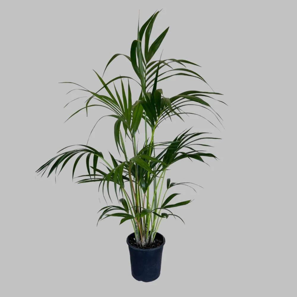 Kentia Palm (HOWEA) plant in black pot