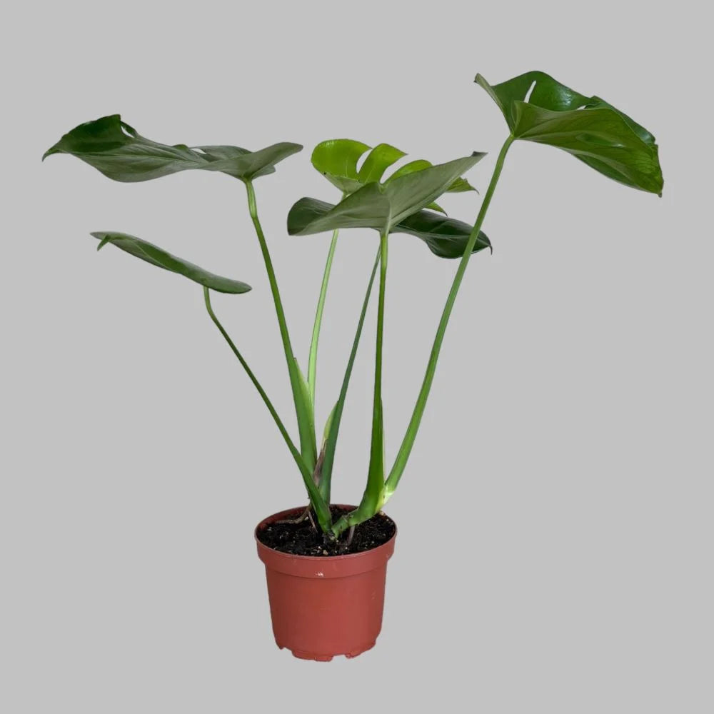 Monstera Deliciosa (Swiss Cheese Plant) in brown pot