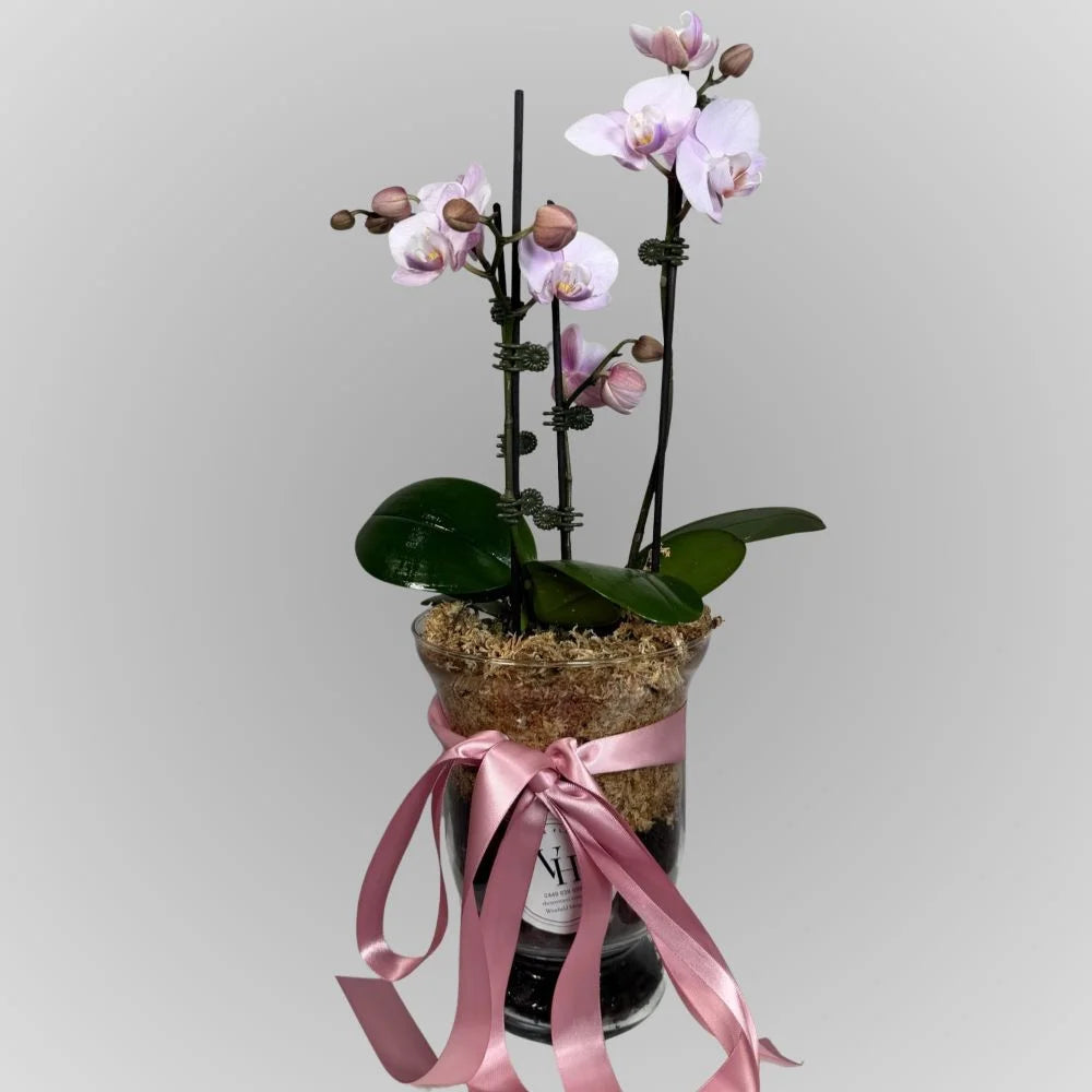 Orchid Elegance