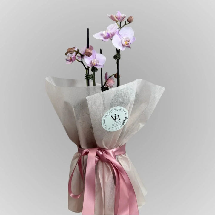 Orchid Elegance