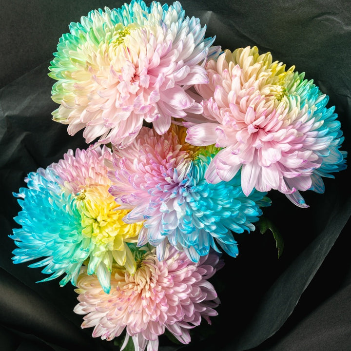 5 stem bouqeut of rainbow coloured chrysanthemums