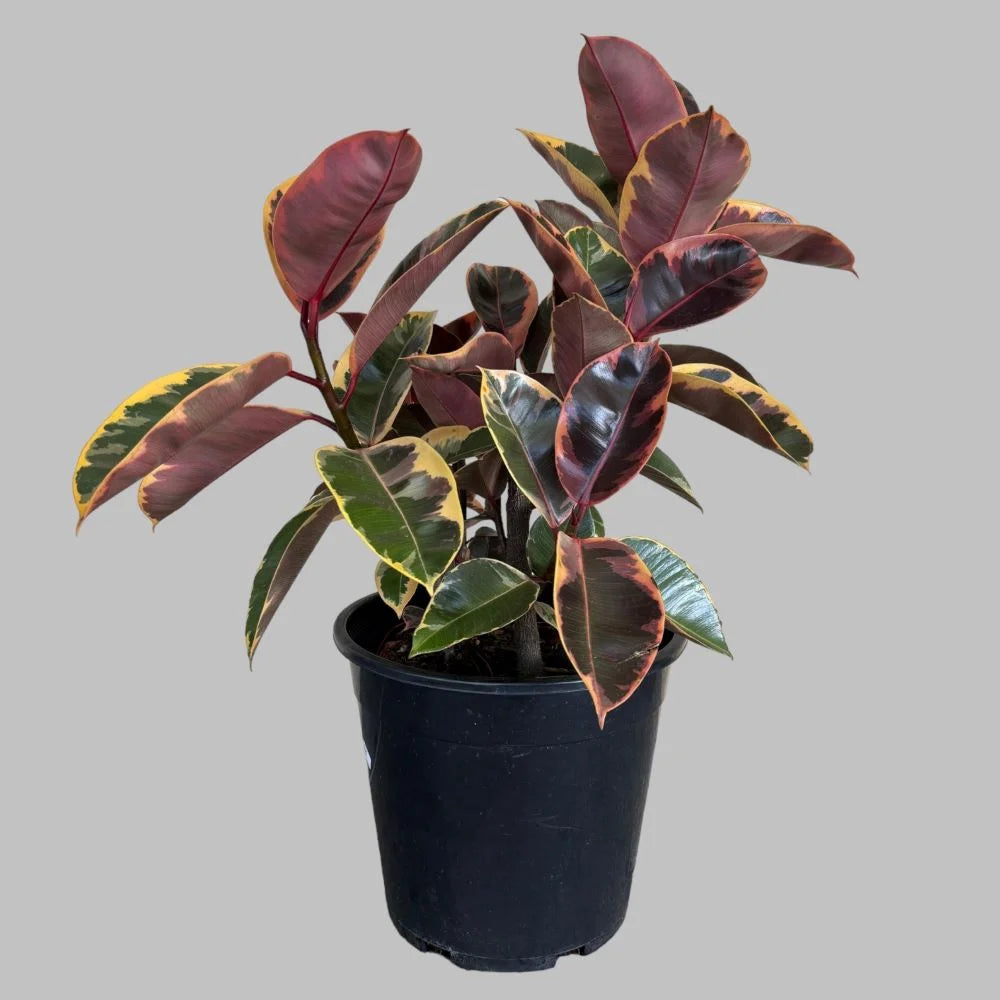 Ruby Ficus (Rubber Tree) plant in black pot