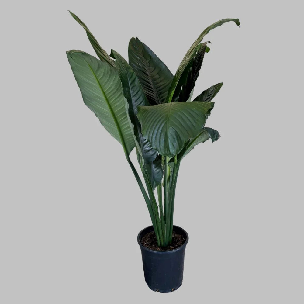 Peace Lily (Spathiphyllum) plant in black pot