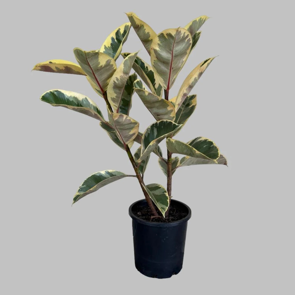 Tineke Ficus (FICUS DECORA) indoor plant in black pot