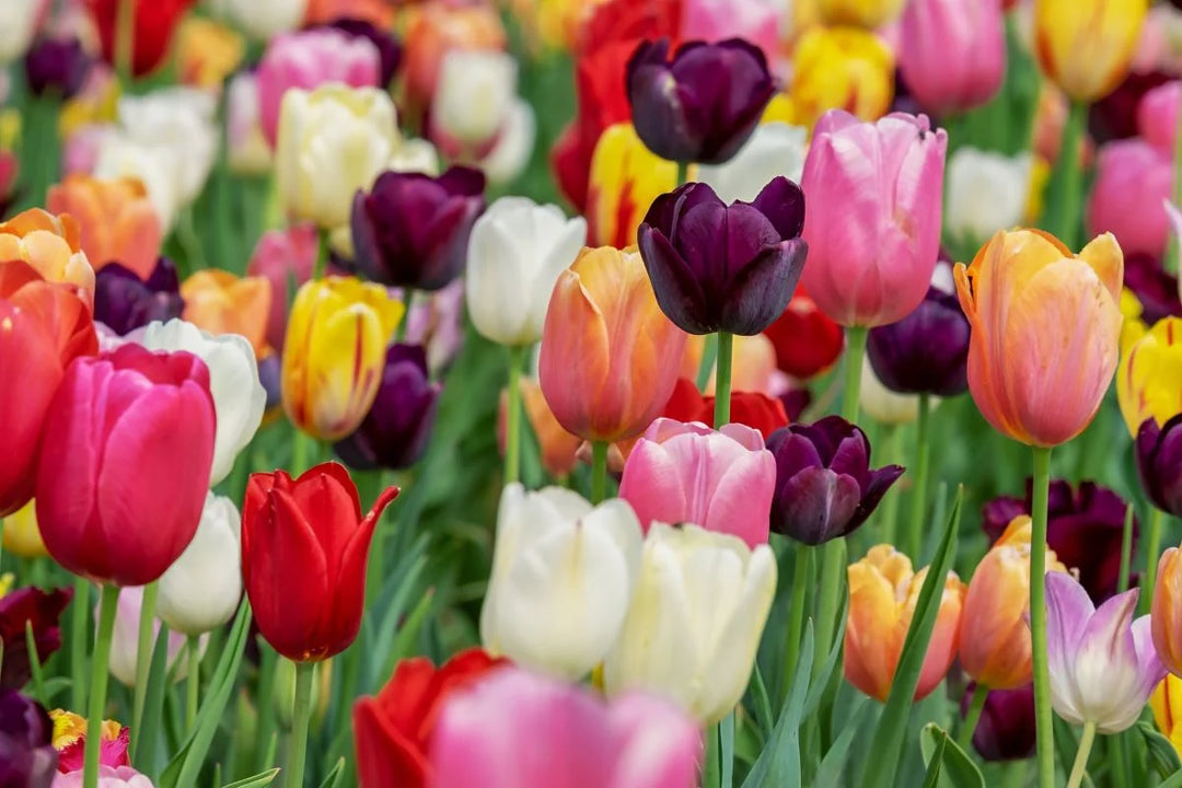 Vhouse Florist | Miranda Westfield | Flower Delivery Shop