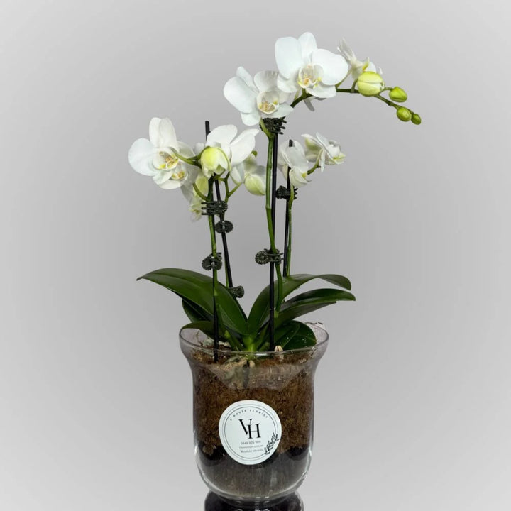 Orchid Elegance
