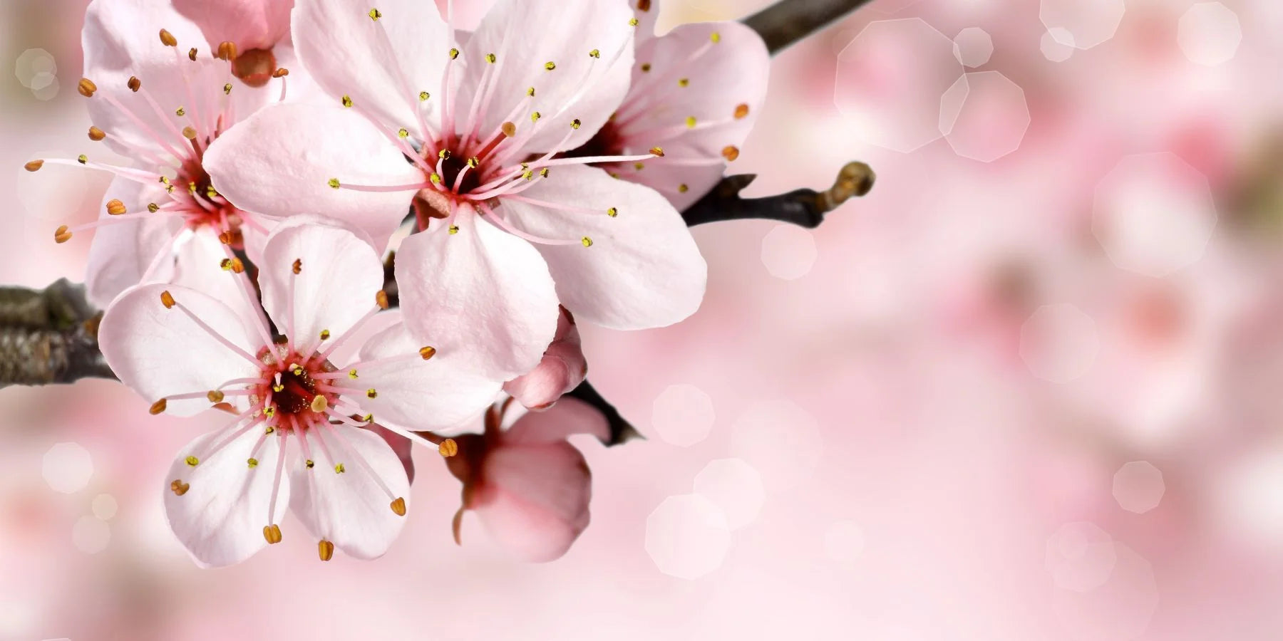 Light Pink Pastel Flowers