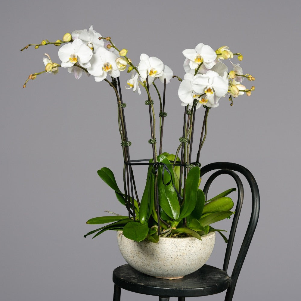 8 white orchid stems in a white bowl pot