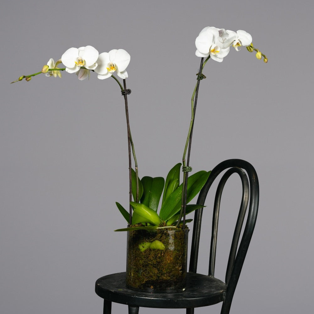 2 stem of White Orchids planted in glass pot