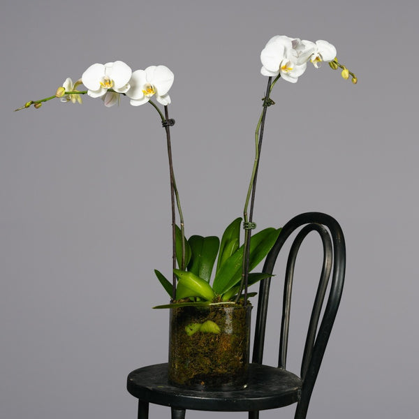 Orchid Garden: premium corporate flower arrangement from Vhouse Florist Sydney