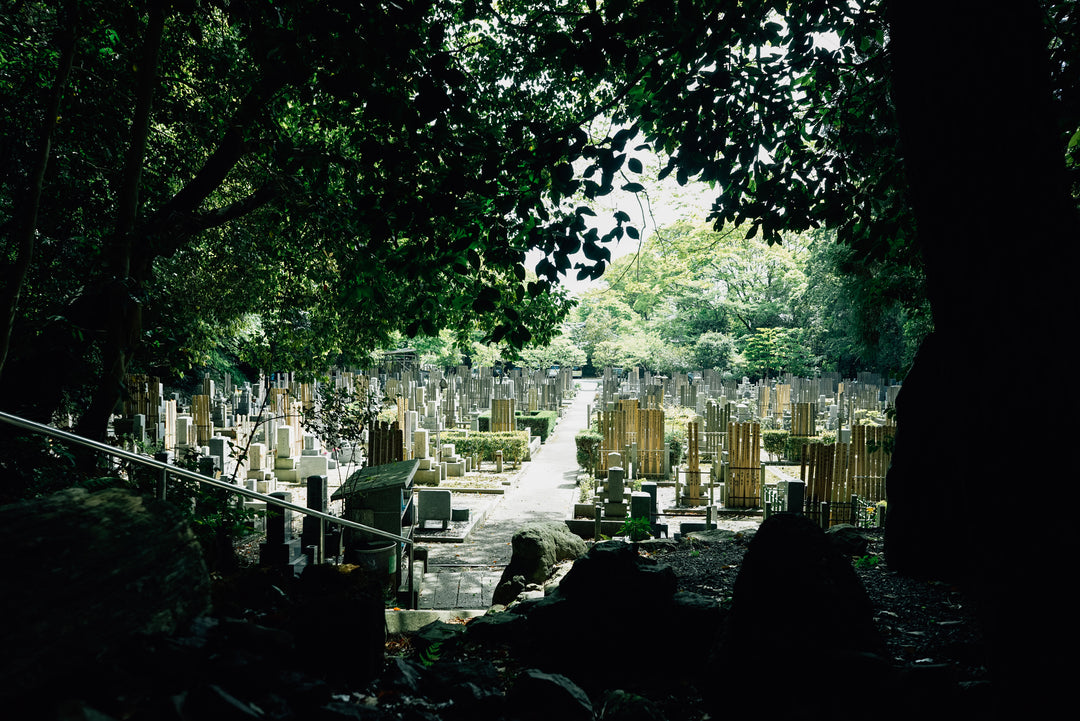 Sunlight illuminating peaceful Japanese cemetery with stone monuments and trees, Sydney sympathy and funeral flowers delivery by Vhouse Florist