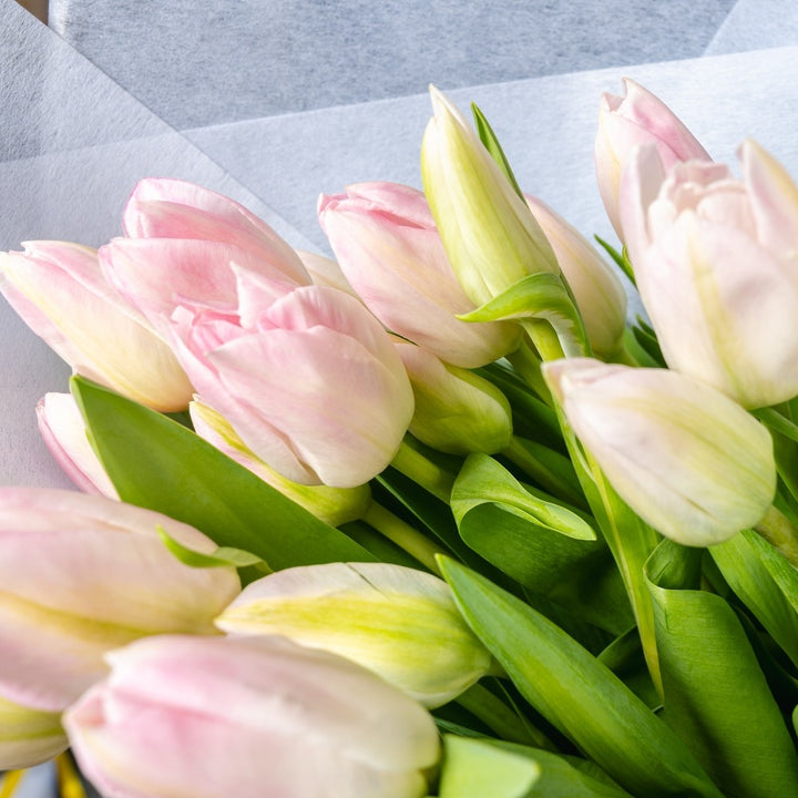 20 stem bouquet of pale pink tulip flowers