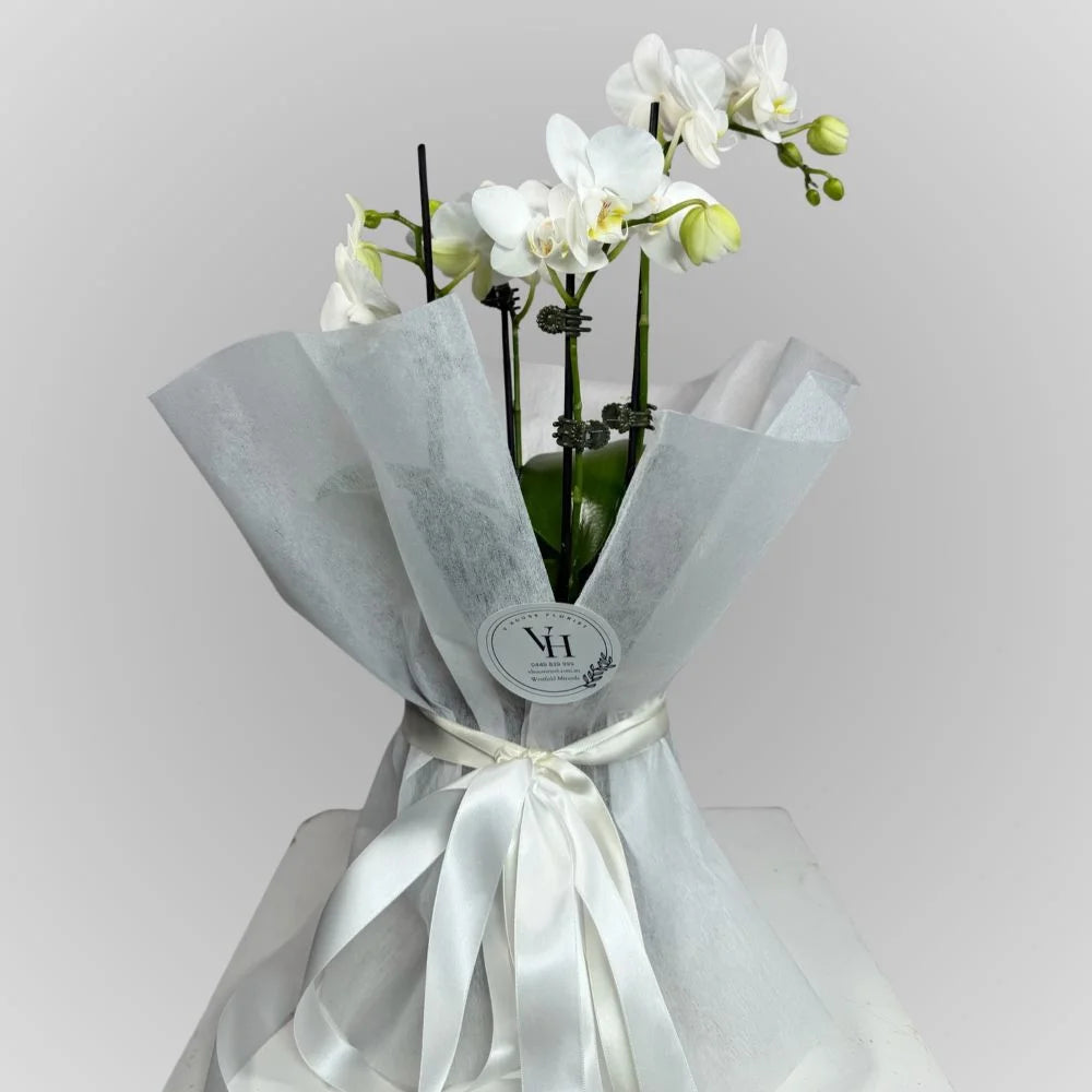White Orchid Elegance arrangement in a clear glass vase, alternate view