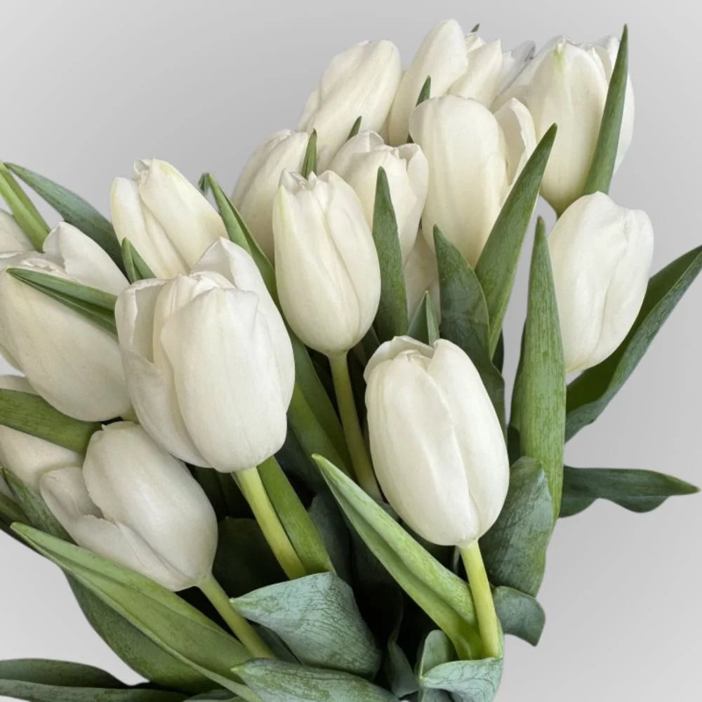 White tulip flower bouquet, main view