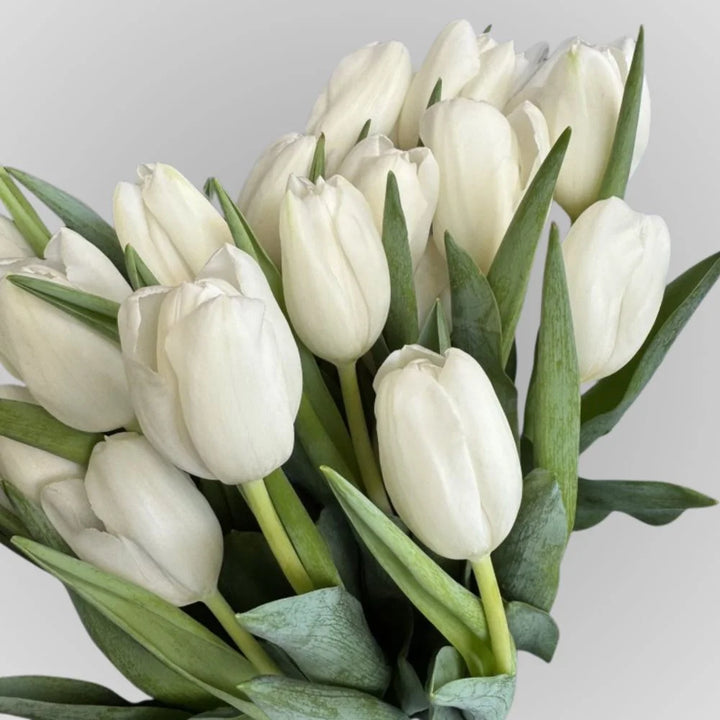 White tulip flower bouquet, main view